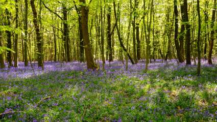 Moins de biodiversité dans les sous-bois