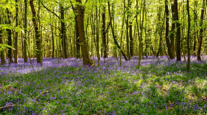 Moins de biodiversité dans les sous-bois