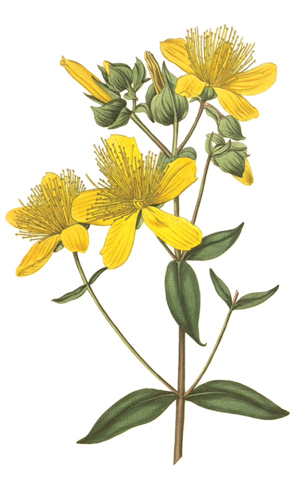 Millepertuis (hypericum)