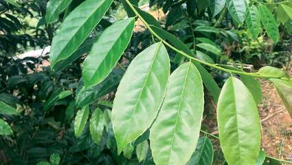 Ilex paraguariensis, le yerba maté