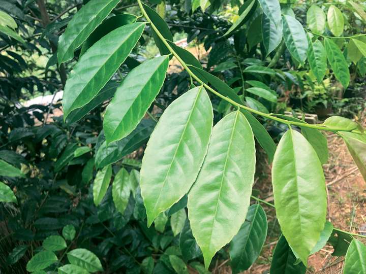 Ilex paraguariensis, le yerba maté