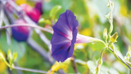 Les fleurs adaptent leur taille pour attirer les pollinisateurs