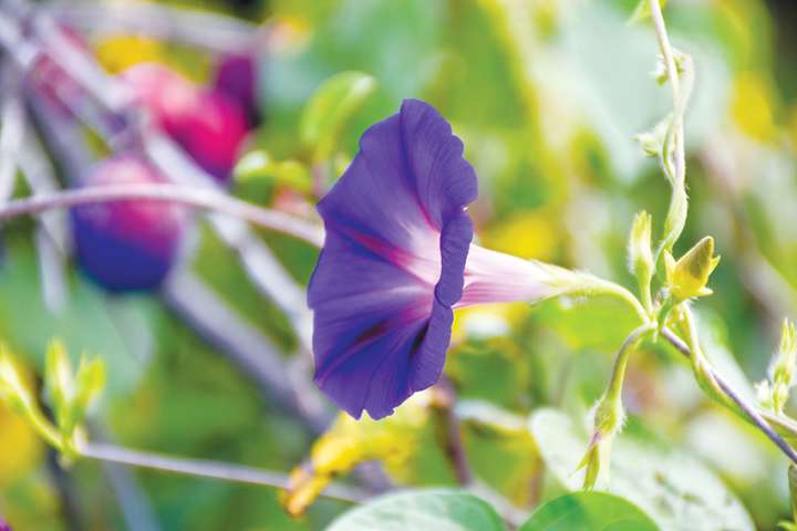 Les fleurs adaptent leur taille pour attirer les pollinisateurs