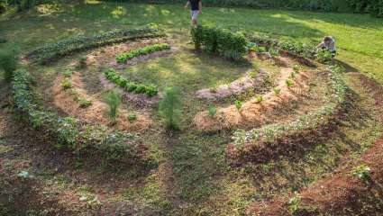 Permaculture : pour réduire pesticides et améliorer les rendements