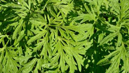 Armoise (Artemisia)