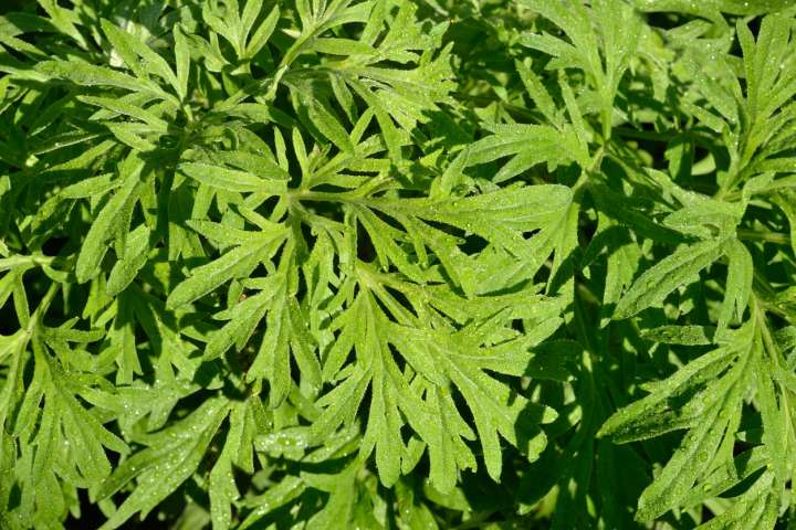 L'armoise annuelle combat la fièvre - Plantes et Santé