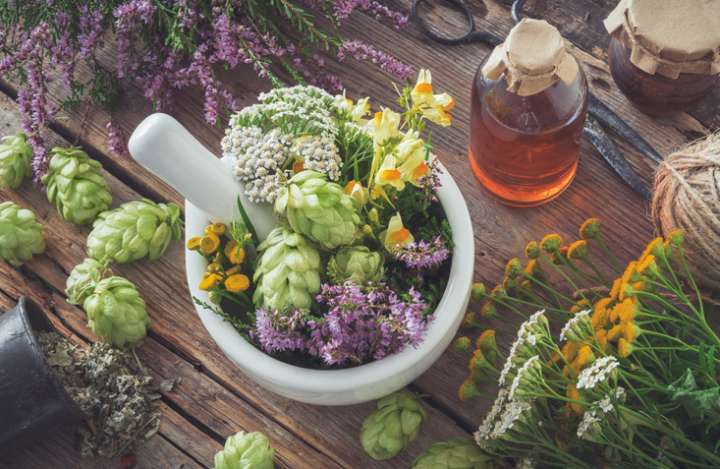 Ce qu'il faut savoir avant d'utiliser les plantes médicinales