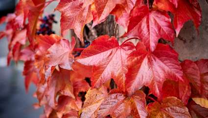 Vigne rouge