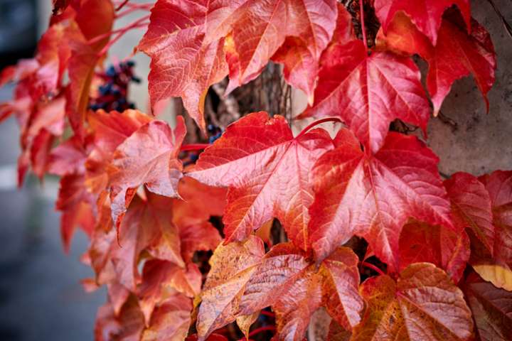 Vigne rouge