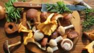 Des champignons pour maigrir ?