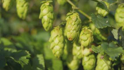 Un espoir avec  le houblon Tettnang