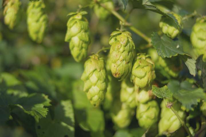 Un espoir avec  le houblon Tettnang