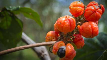 Guarana d'Amazonie - Warana (Paullinia Cupana)