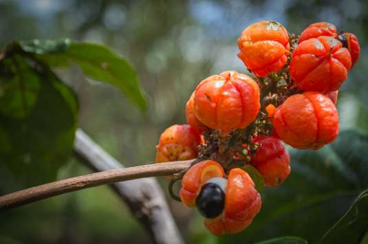 guarana d'Amazonie - Warana