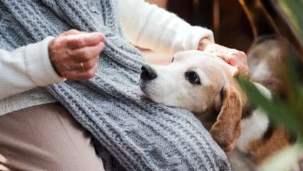 Quand nos animaux vieillissent