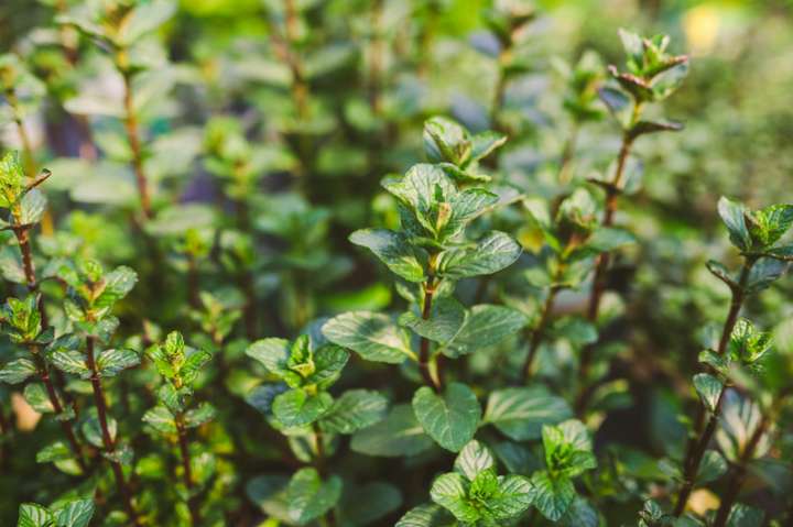 Tisane de feuilles de menthe poivrée en cas de troubles gastro