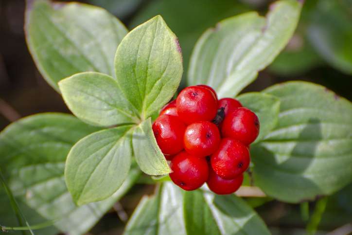 Tisane aphrodisiaque femme, Booste la libido