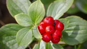 Ginseng (Panax ginseng)