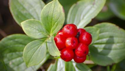 Ginseng (Panax ginseng)