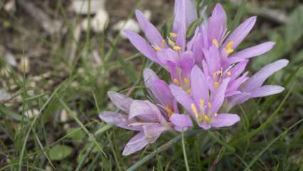 Colchicum