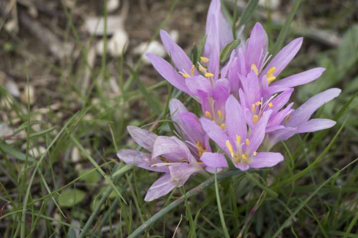 Colchicum