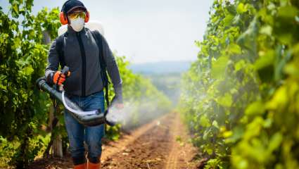 Un rapport accable à nouveau les pesticides
