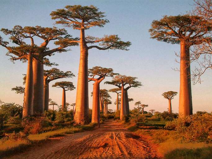 D'Adanson au baobab
