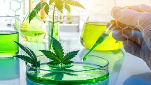 Recherche cannabis thérapeutique France
