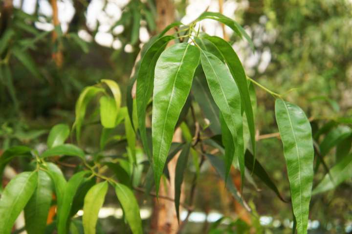 L'huile essentielle d'eucalyptus radié, expectorante et