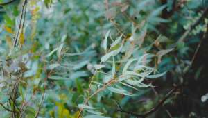 Eucalyptus globulus