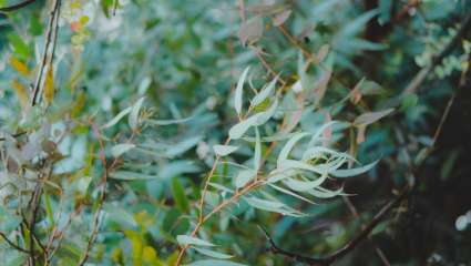 Eucalyptus globulus