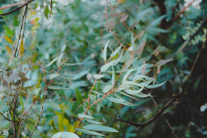 Eucalyptus globulus