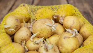 Les pommes de terre germées  ont la patate !