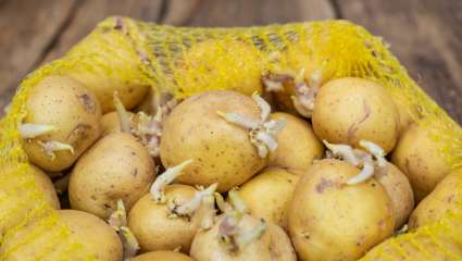 Les pommes de terre germées  ont la patate !