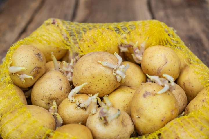 Les pommes de terre germées  ont la patate !