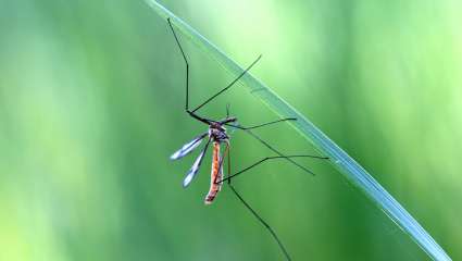 Faire fuir les moustiques de façon naturelle