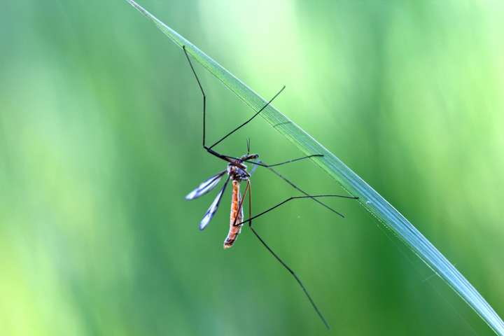 Faire fuir les moustiques de façon naturelle