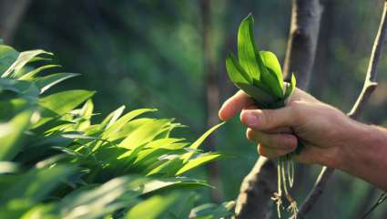 Cueillir des plantes médicinales dans la nature