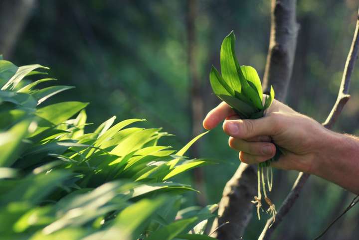 Cueillir des plantes médicinales dans la nature