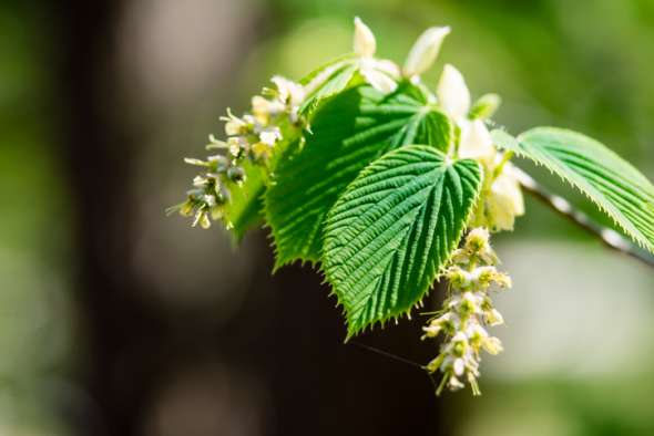 Feuille du charme