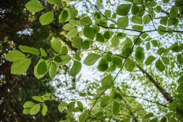 Feuilles du noisetier