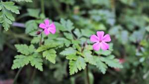 Géranium herbe