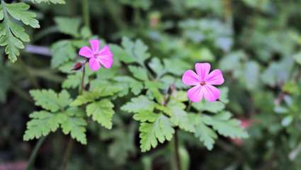 Géranium herbe