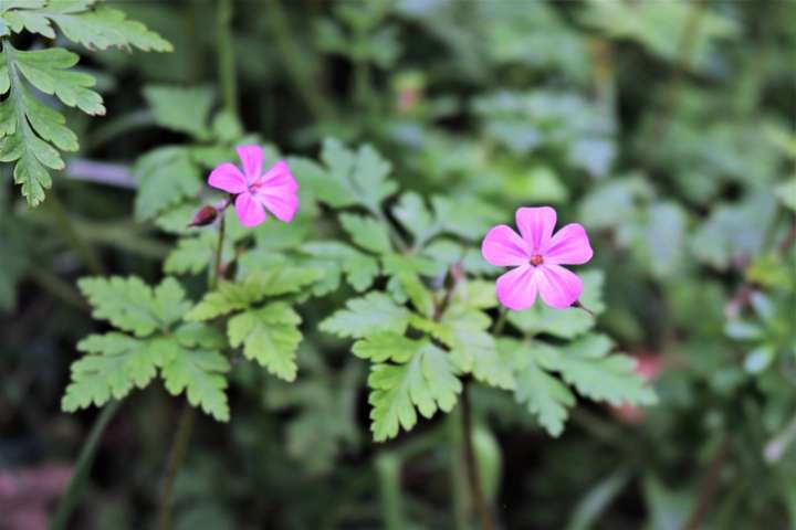 Géranium herbe