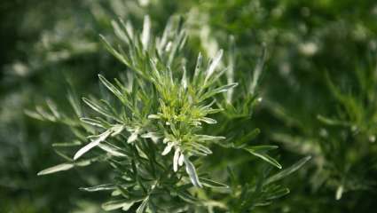 Artemisia annua contre coronavirus