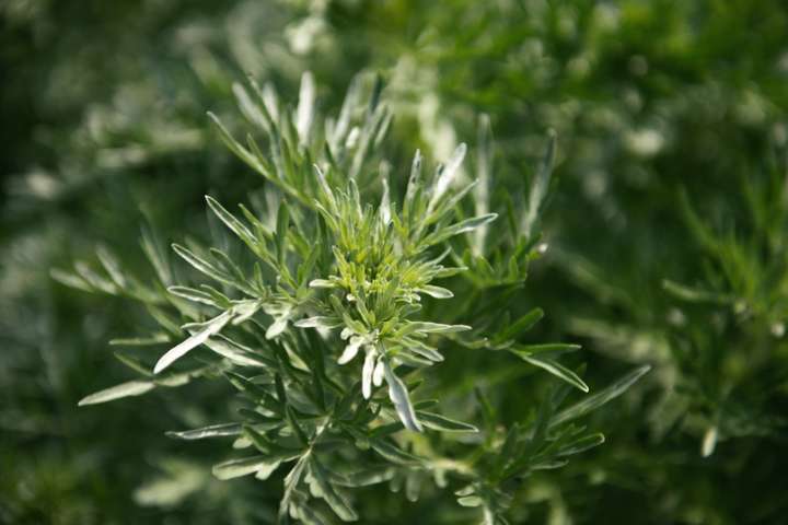 Artemisia annua contre coronavirus