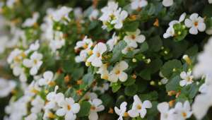 Bacopa monieri