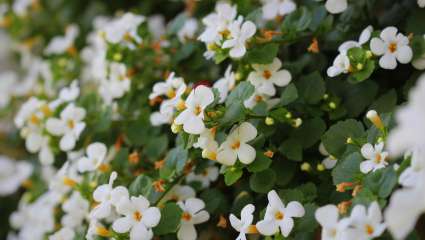 Bacopa monieri