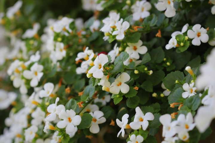 Bacopa monieri