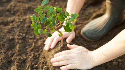 Reforestation